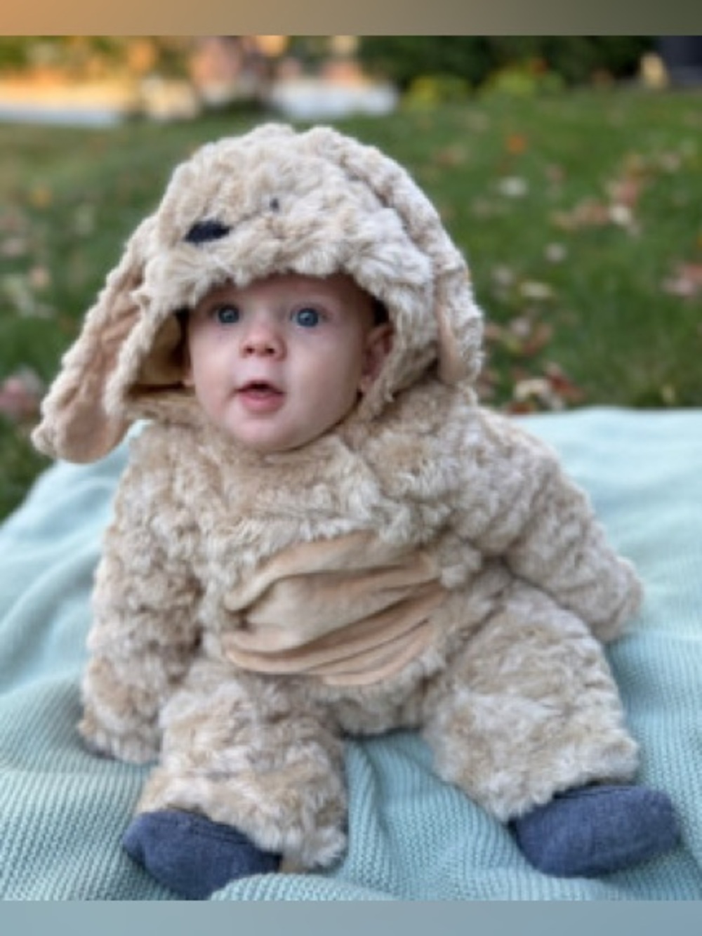 Pottery Barn - Dog costume